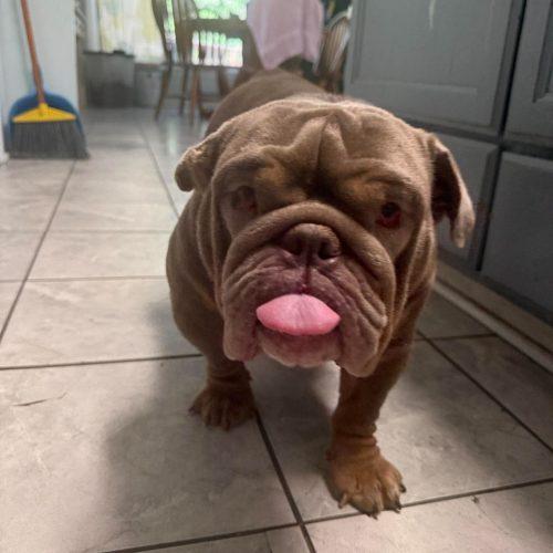 Enlarge RASPUTIA NOW NELLY, a Adoptable English Bulldog in Sanford, NC image 5/5
