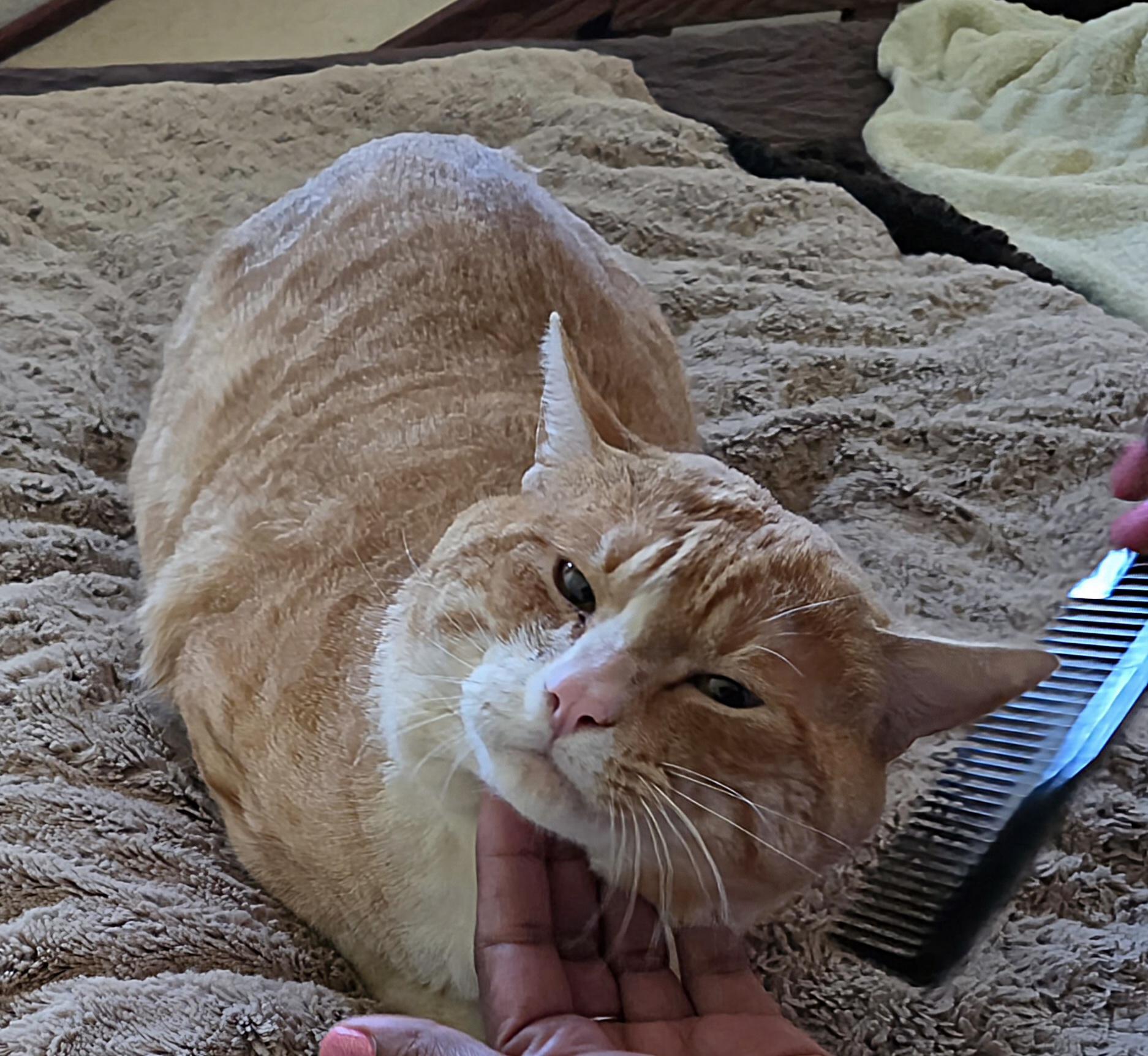 OLIVER - the purrfect companion, ADOPTABLE, Adult Male Tabby.