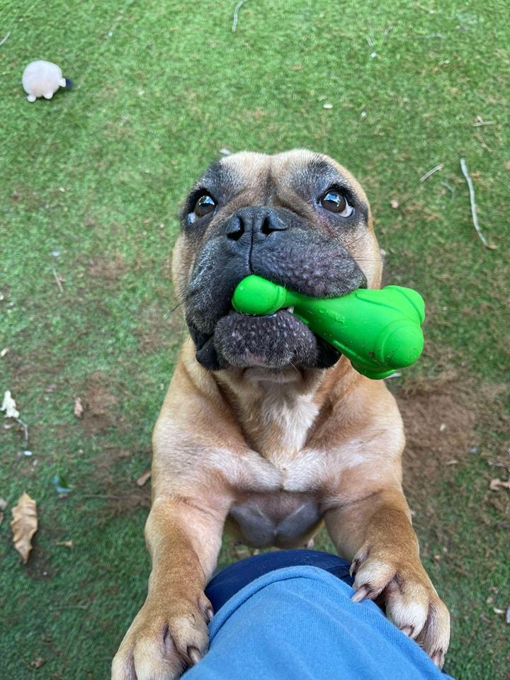 Sundae, Adult Female English Bulldog