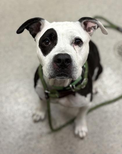 Enlarge Macey (in foster), a Adoptable mixed breed in Fishers, IN image 1/3