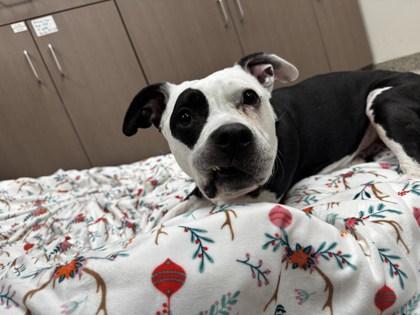 Enlarge Macey (in foster), a Adoptable mixed breed in Fishers, IN image 2/3