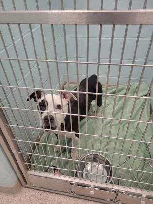 Enlarge Macey (in foster), a Adoptable mixed breed in Fishers, IN image 3/3