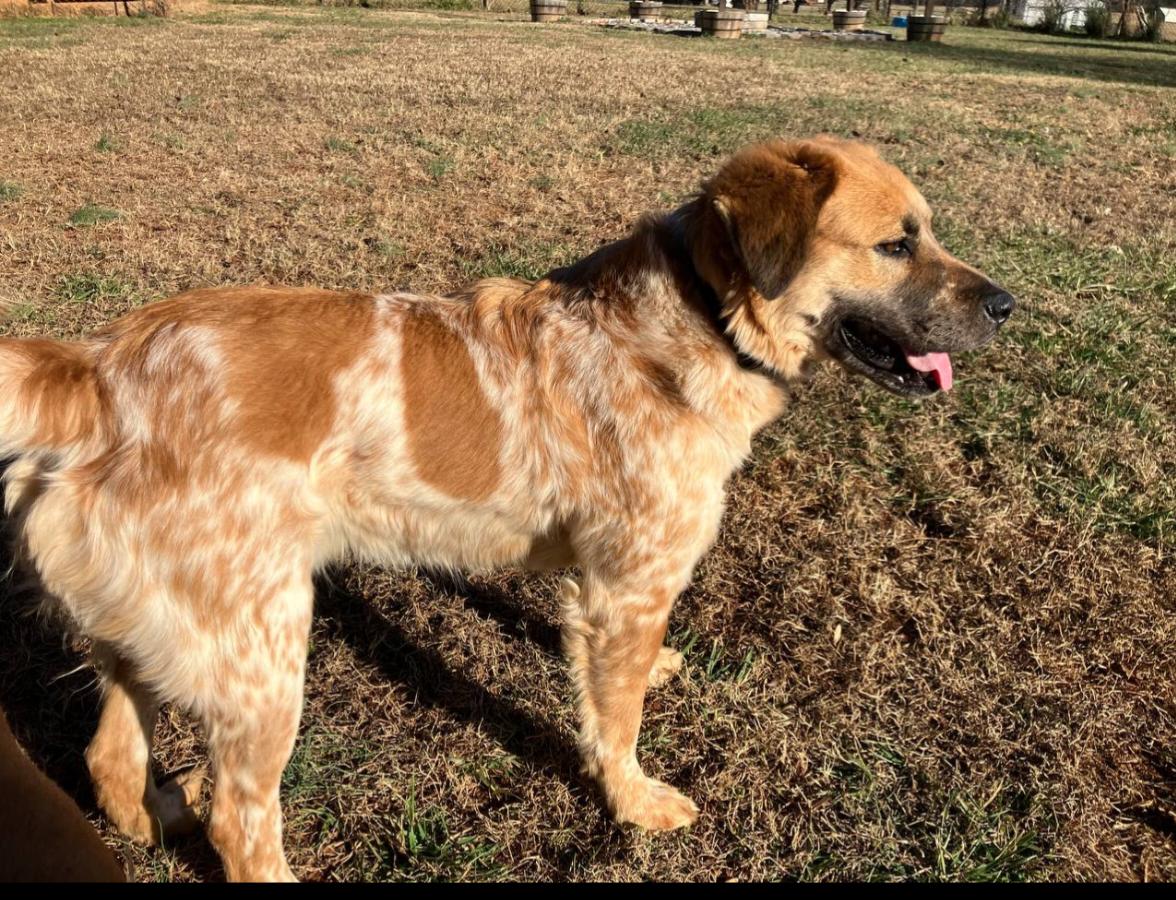 Enlarge Scout, a ADOPTABLE mixed breed in Pelzer, SC image 3/5