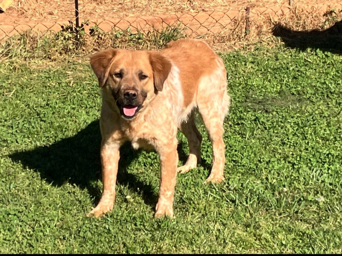 Enlarge Scout, a ADOPTABLE mixed breed in Pelzer, SC image 2/5