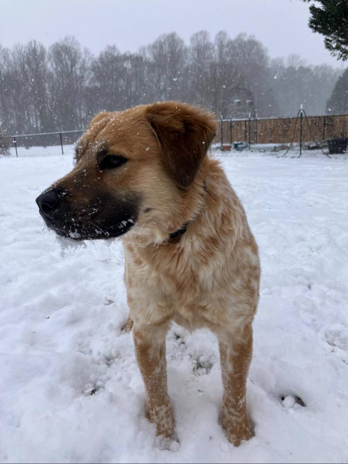 Enlarge Scout, a ADOPTABLE mixed breed in Pelzer, SC image 5/5