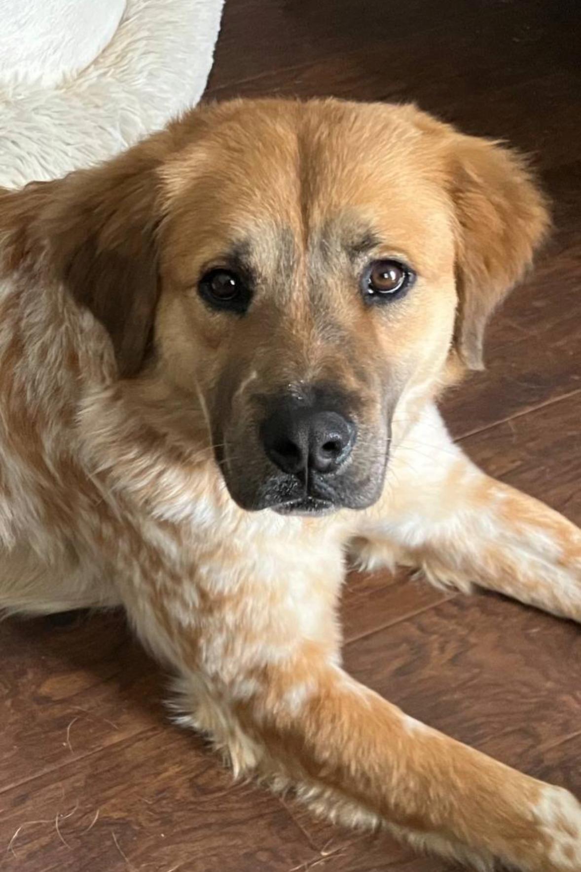 Enlarge Scout, a ADOPTABLE mixed breed in Pelzer, SC image 1/5