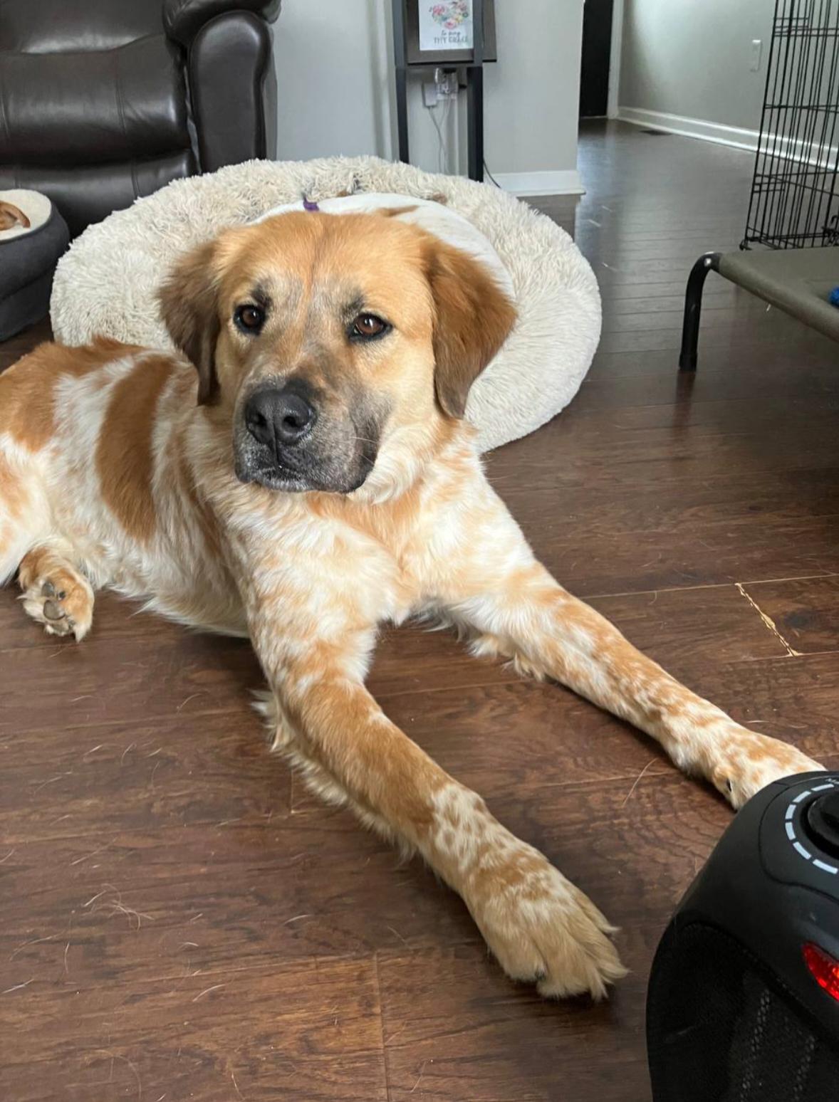 Enlarge Scout, a ADOPTABLE mixed breed in Pelzer, SC image 4/5