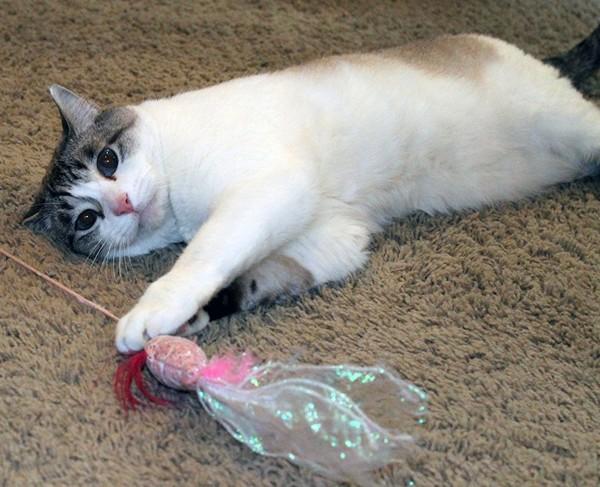 Falcor — thumbnail 2