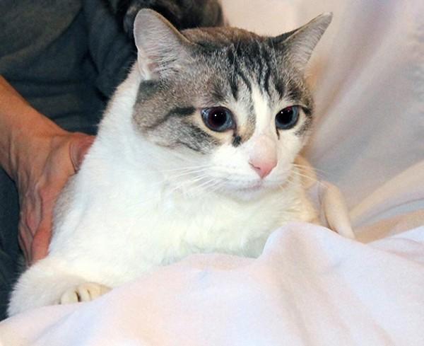 Falcor — thumbnail 3