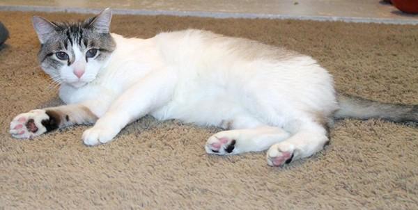 Falcor — thumbnail 4