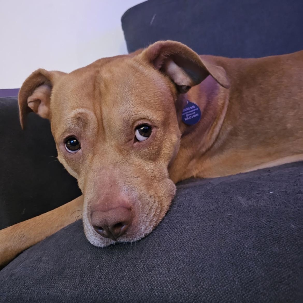 Enlarge Spence , a ADOPTABLE mixed breed in South Plainfield, NJ image 5/5