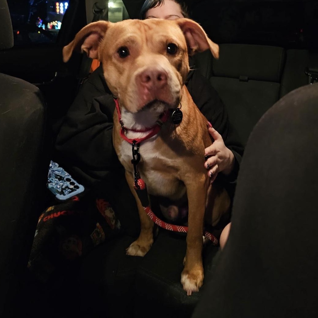 Enlarge Spence , a ADOPTABLE mixed breed in South Plainfield, NJ image 4/4