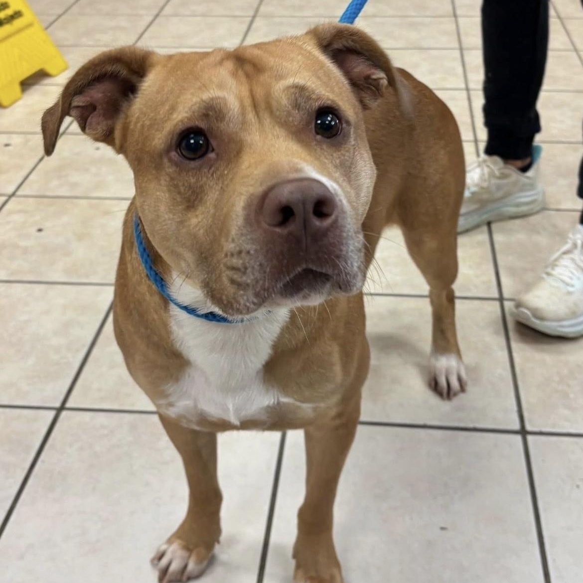 Enlarge Spence , a ADOPTABLE mixed breed in South Plainfield, NJ image 3/4