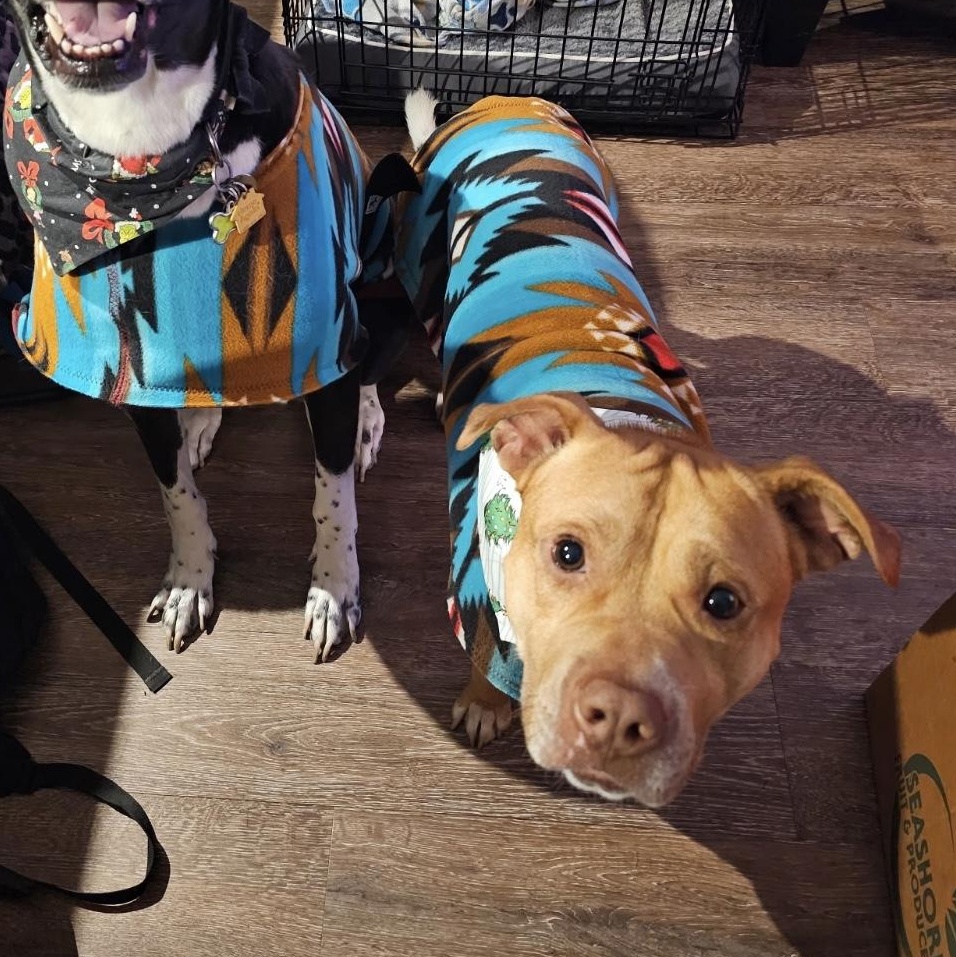 Enlarge Spence , a ADOPTABLE mixed breed in South Plainfield, NJ image 2/4