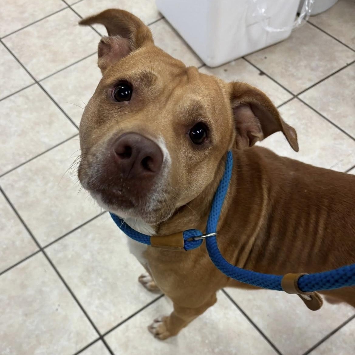 Enlarge Spence , a ADOPTABLE mixed breed in South Plainfield, NJ image 1/4