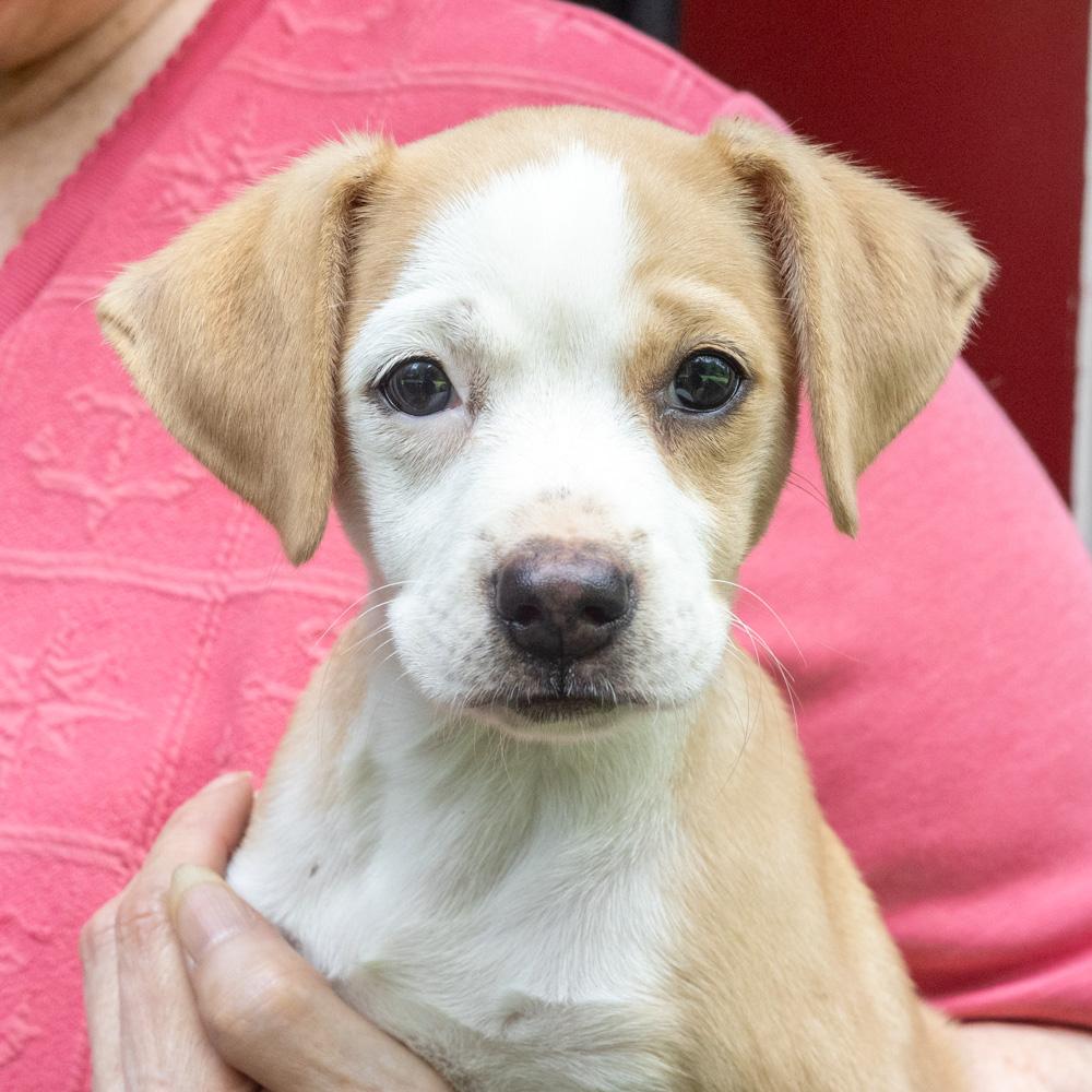 Potato Chip (Female), Adopted, Puppy Female Beagle & Spaniel.