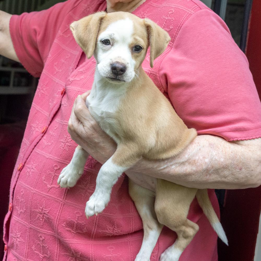 Enlarge Potato Chip (Female), a Adopted mixed breed in West Grove, PA image 3/4