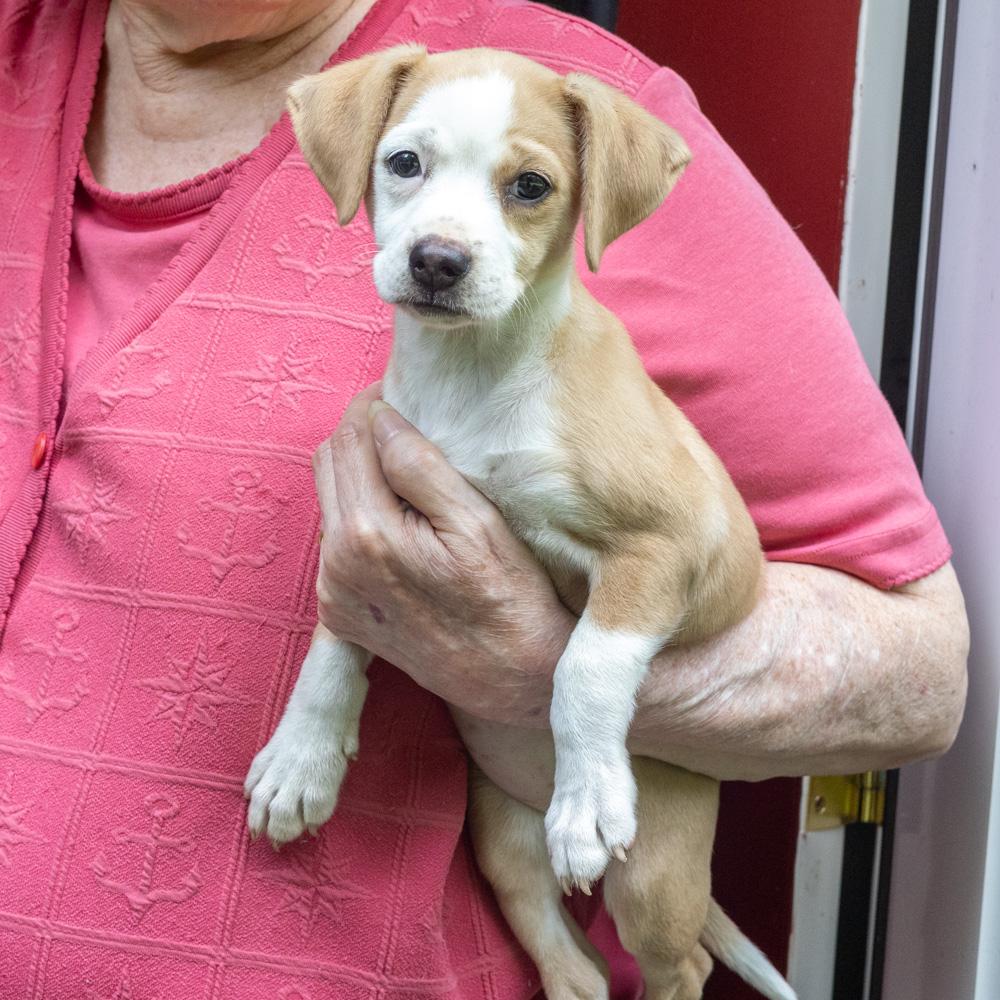 Enlarge Potato Chip (Female), a Adopted mixed breed in West Grove, PA image 2/4