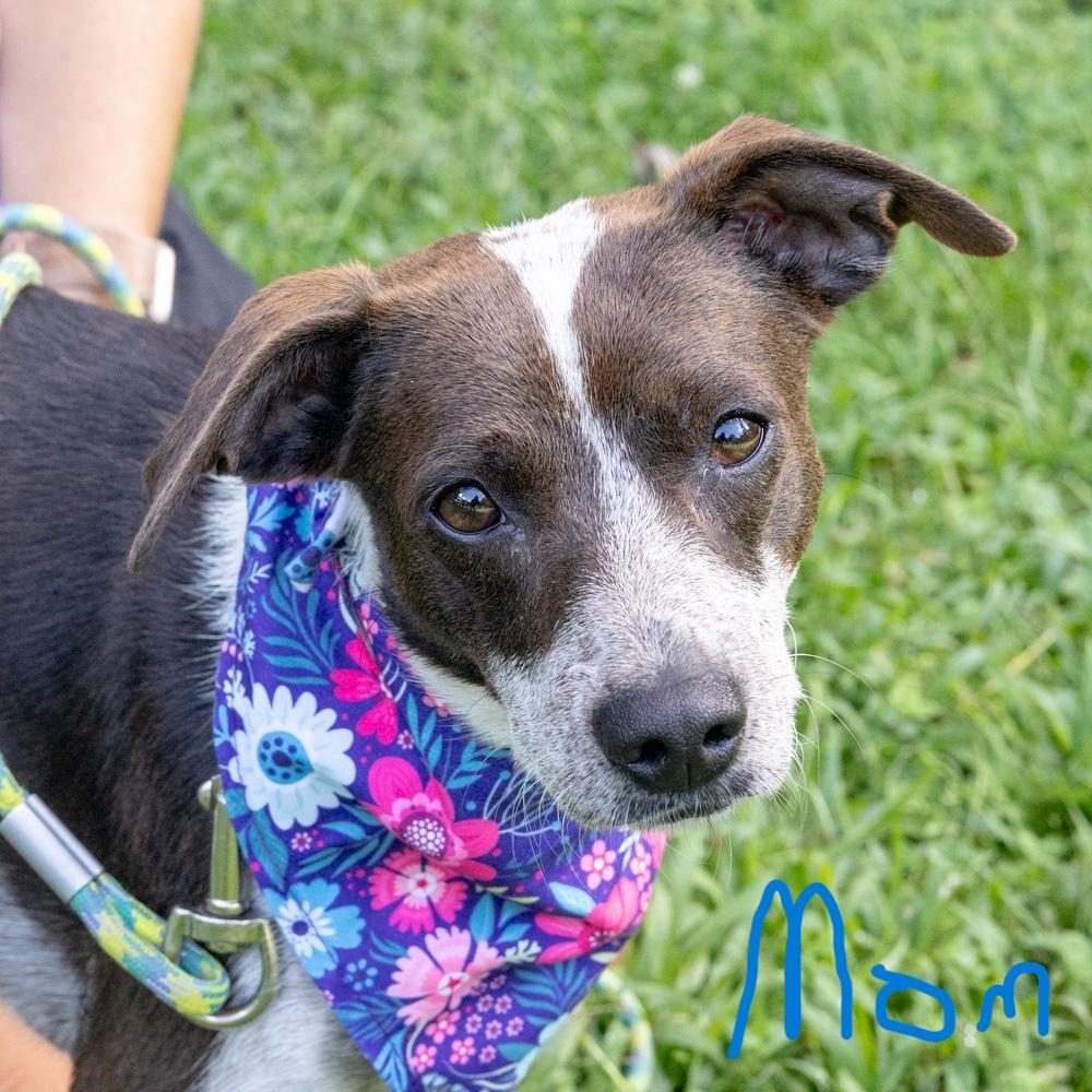 Enlarge Potato Chip (Female), a Adopted mixed breed in West Grove, PA image 4/4