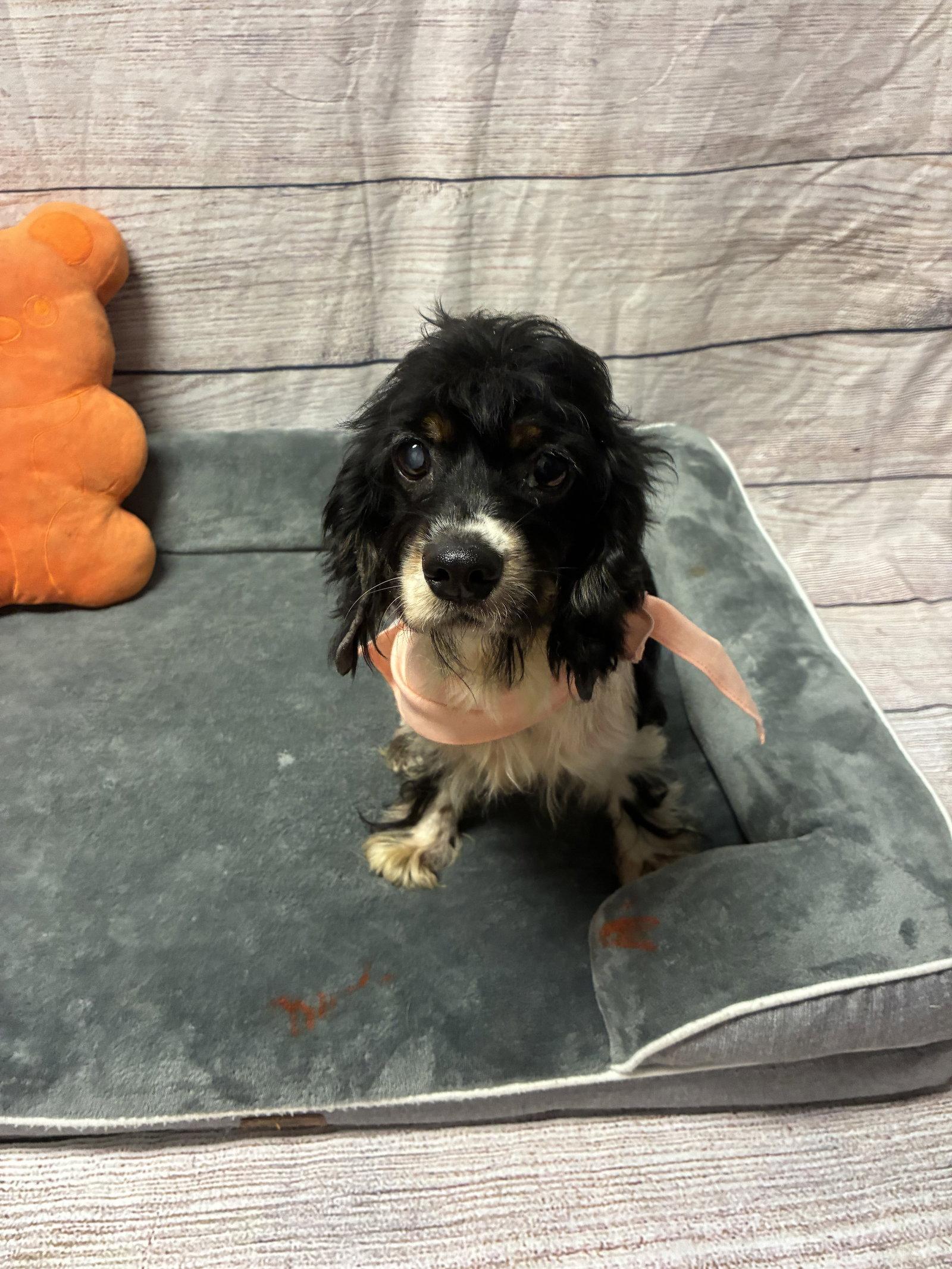 Tallulah, Adoptable, Young Female Cocker Spaniel.