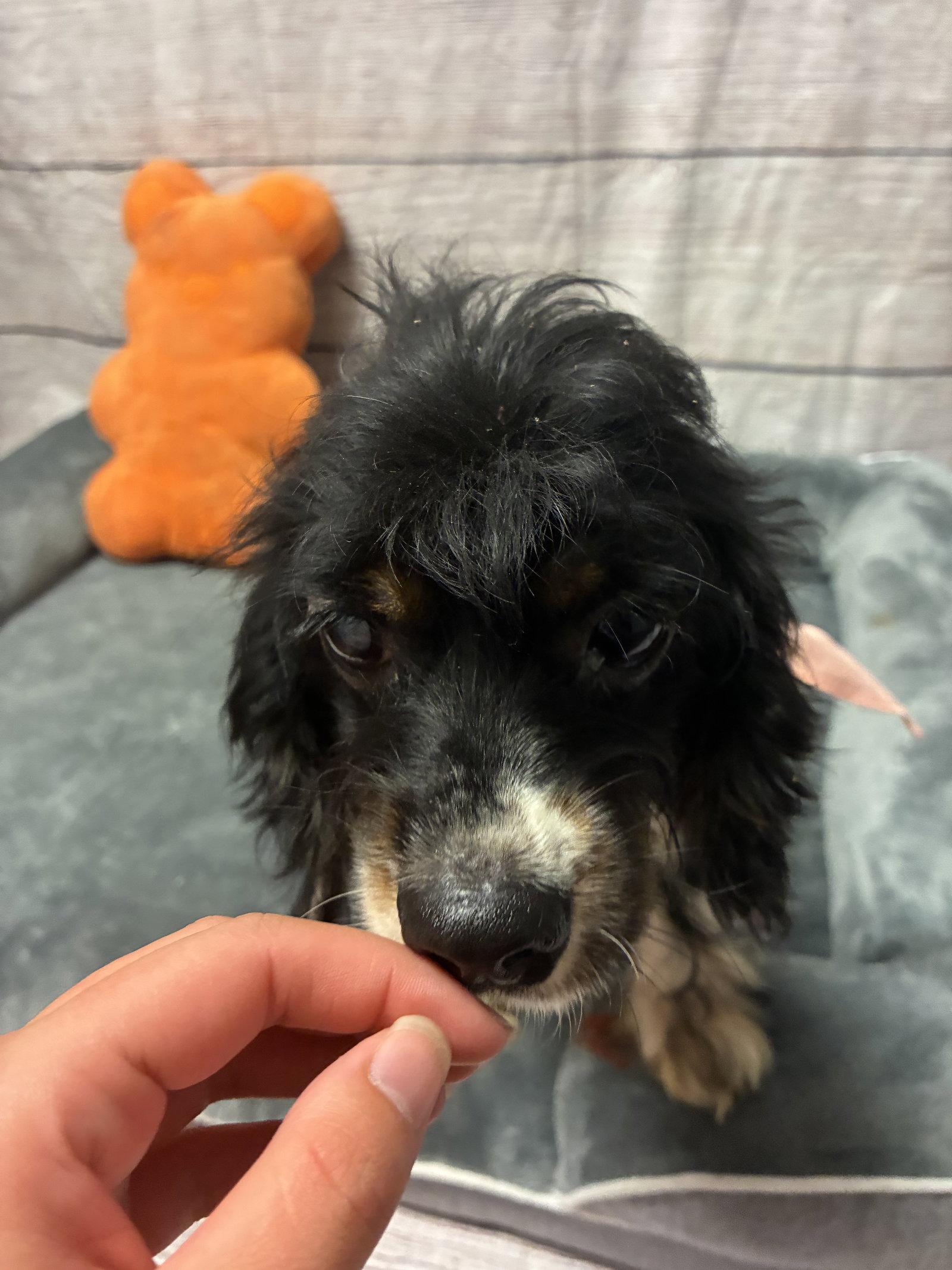 Enlarge Tallulah, a Adoptable Cocker Spaniel in Raleigh, NC image 3/3