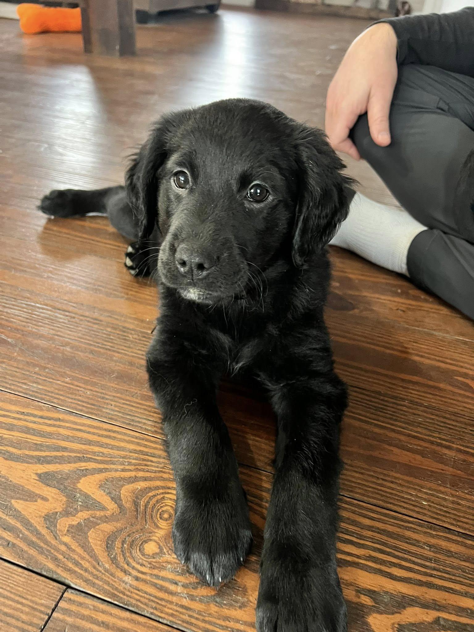 Hoosier, adopted, Puppy Female Golden Retriever & Rottweiler.