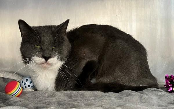 Plum, Adoptable, Adult Male Domestic Short Hair.