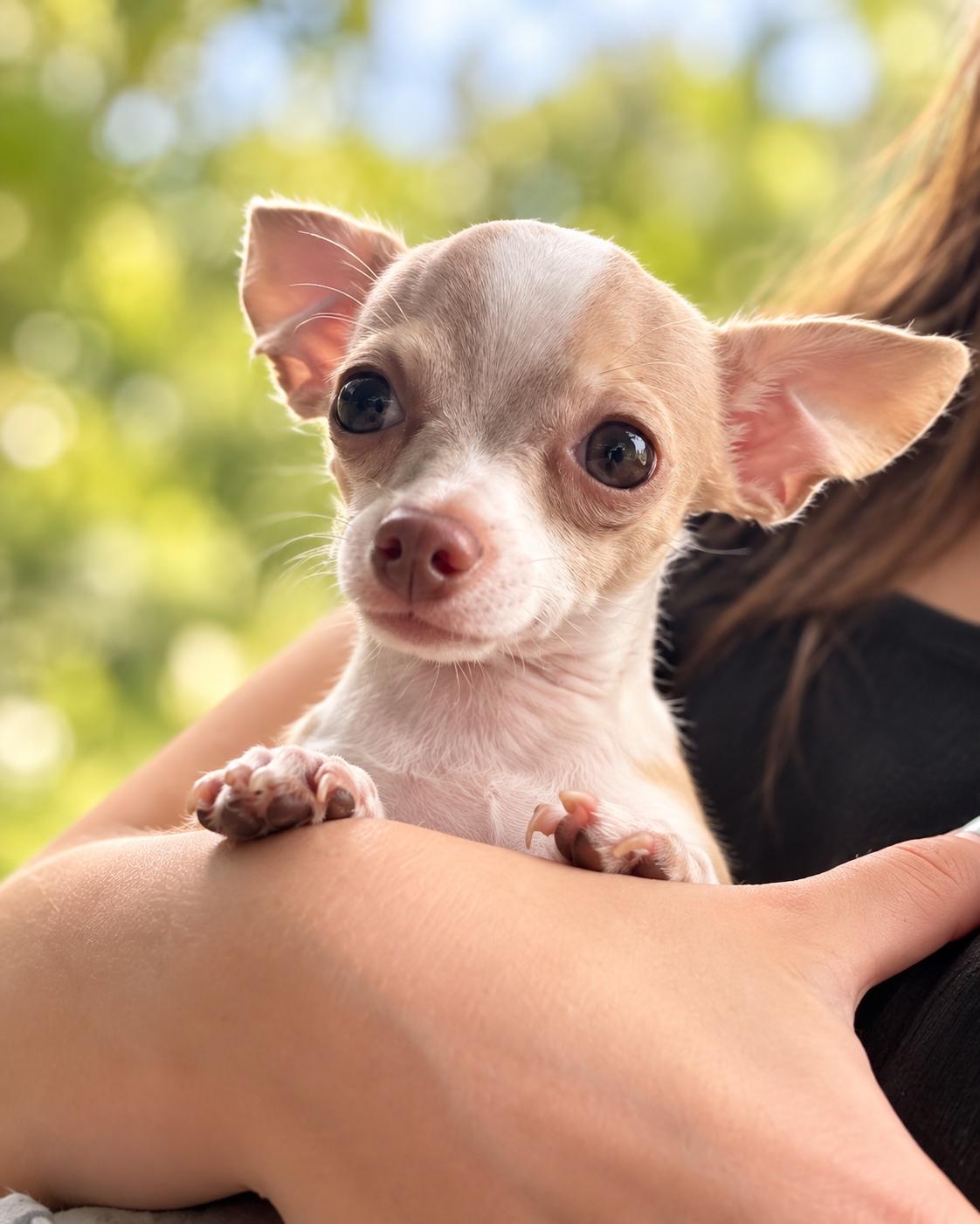 Enlarge Louie, a Adoptable Chihuahua in Union Grove, WI image 2/2