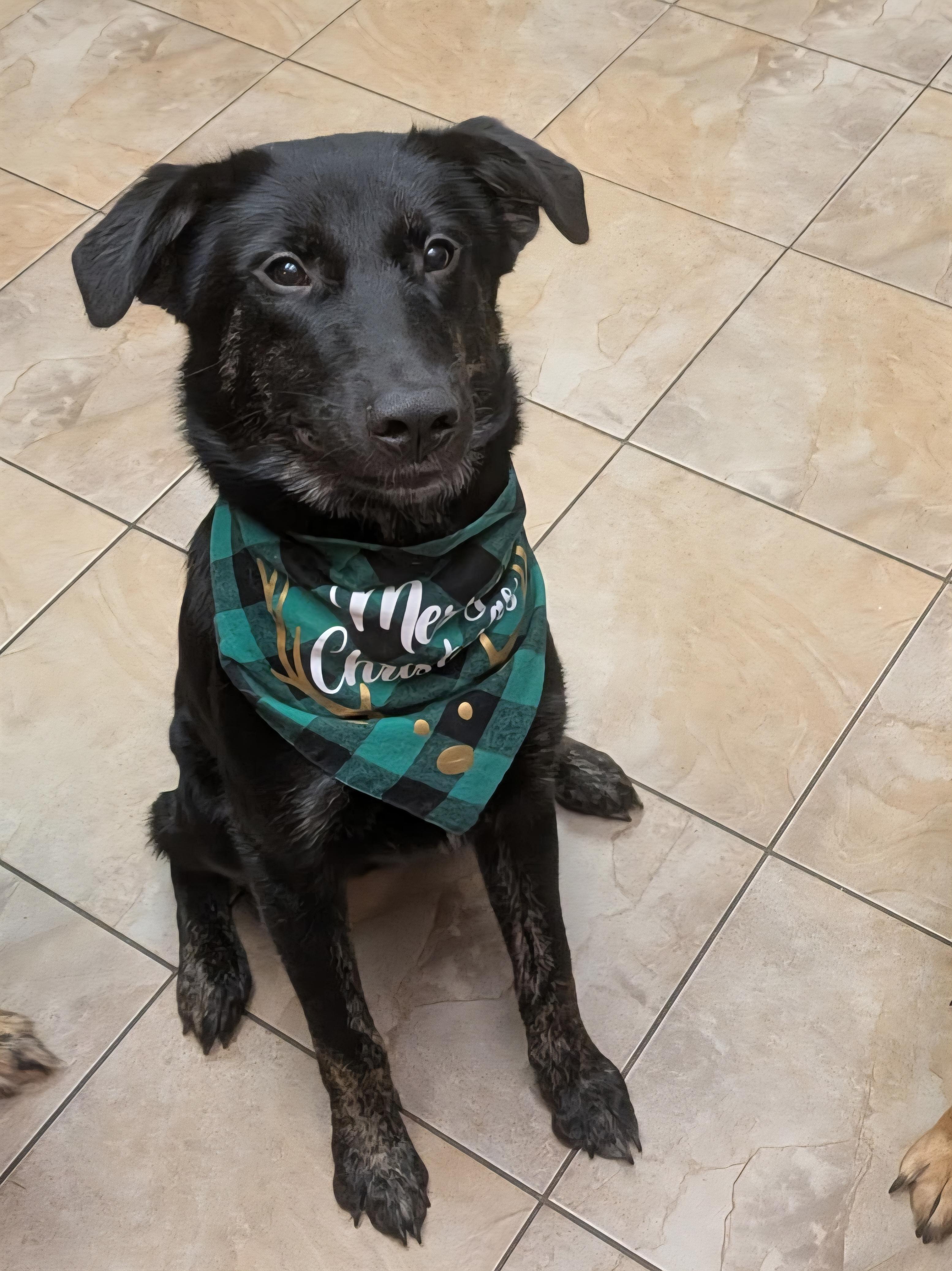 Bear, a Adoptable mixed breed in Oshawa, ON image 2/4