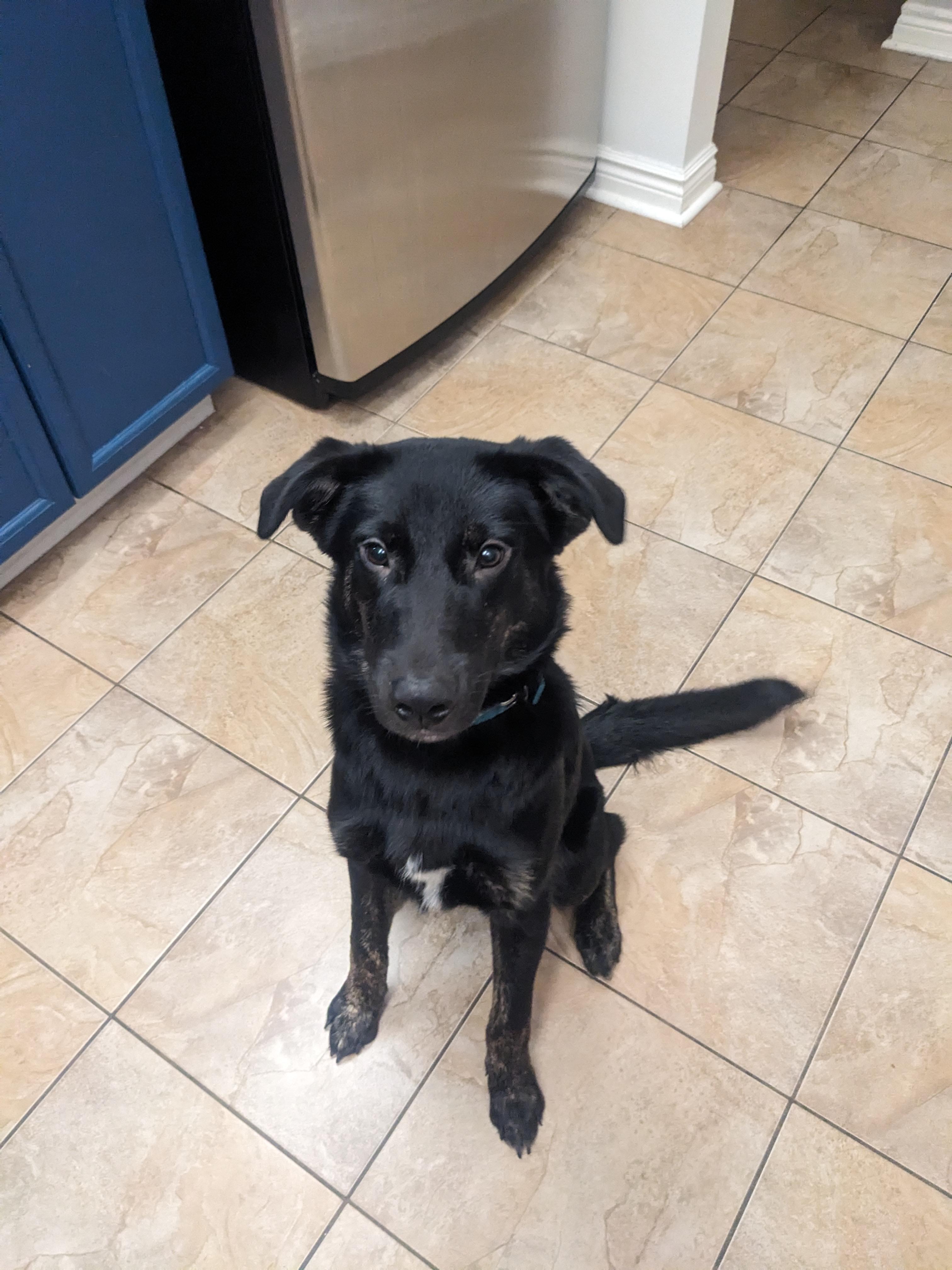 Bear, a Adoptable mixed breed in Oshawa, ON image 3/4