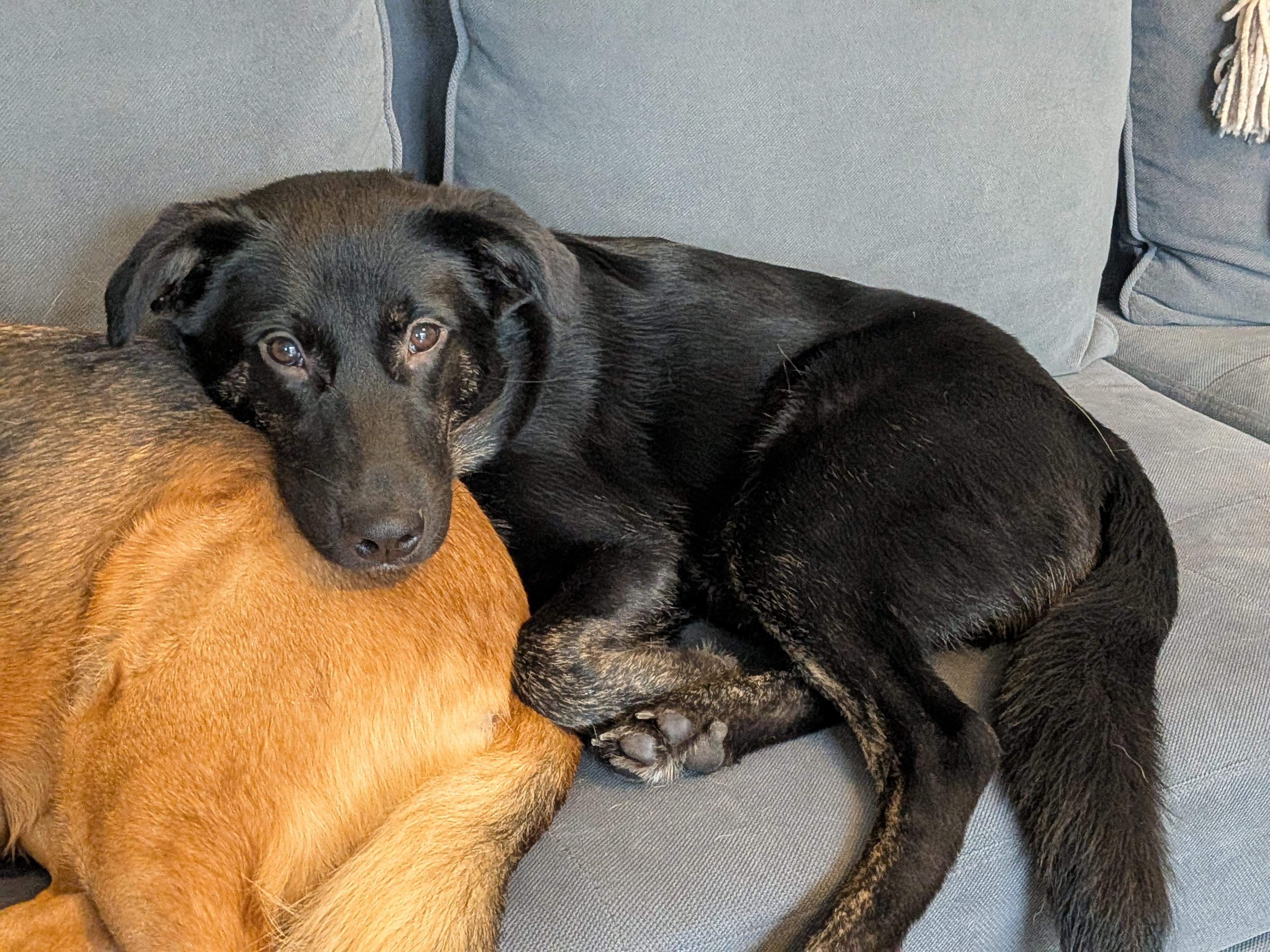 Bear, a Adoptable mixed breed in Oshawa, ON image 4/4