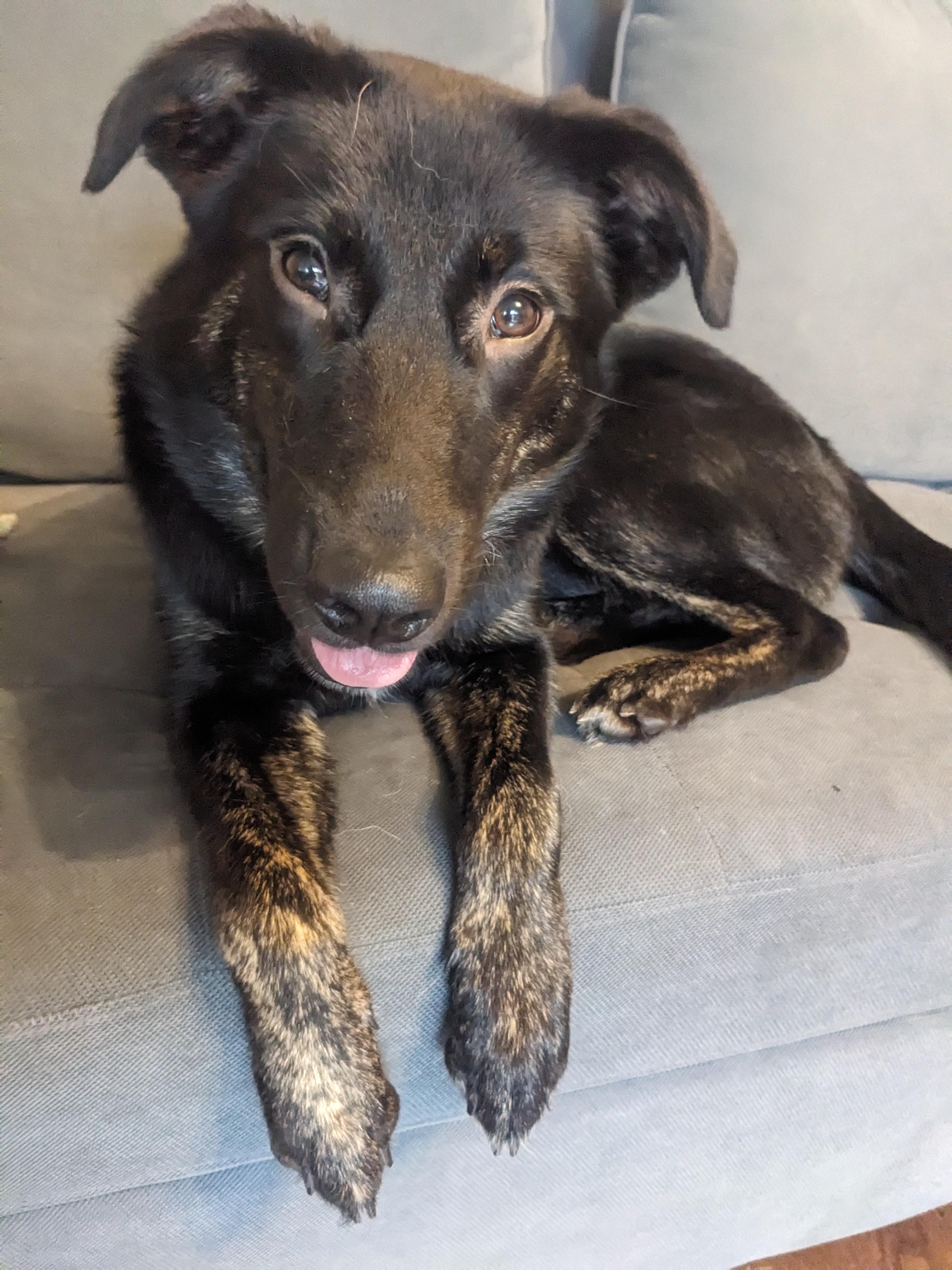 Bear, Adoptable, Young Male Mixed Breed.