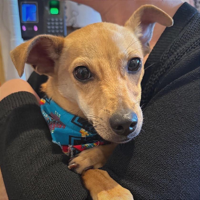 Cooper, Adoptable, Young Male Chihuahua & Dachshund.