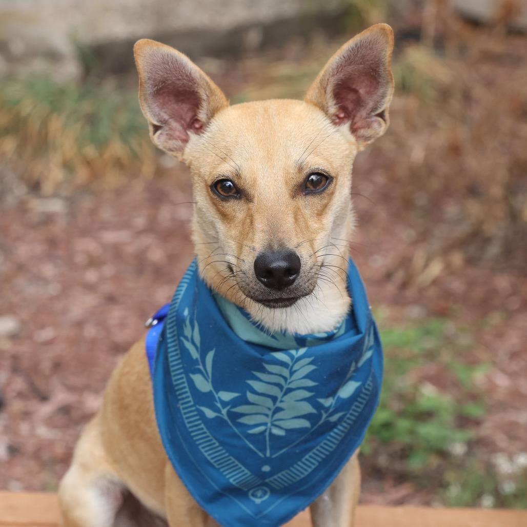 Enlarge Cooper, a Adoptable mixed breed in San Antonio, TX image 1/6