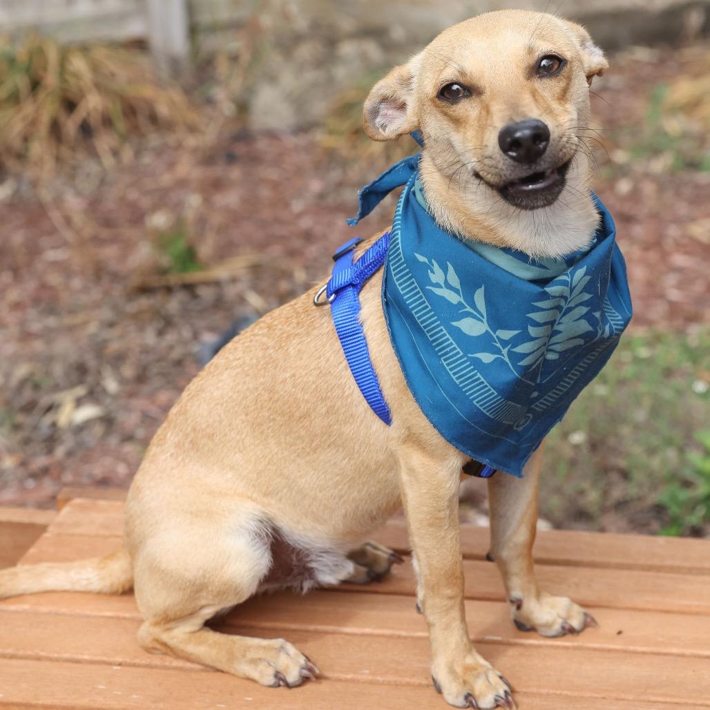 Enlarge Cooper, a Adoptable mixed breed in San Antonio, TX image 2/6