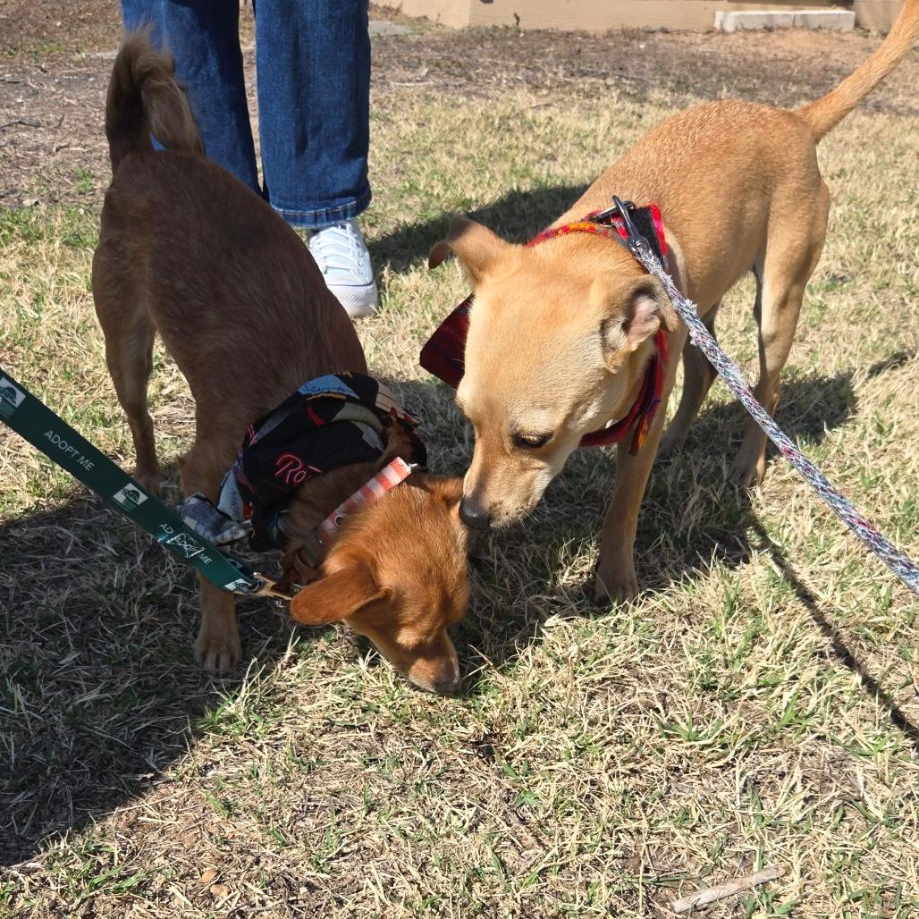 Enlarge Cooper, a Adoptable mixed breed in San Antonio, TX image 1/6