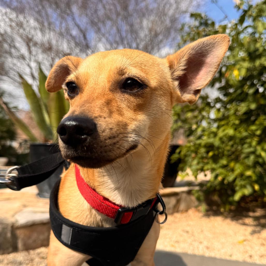 Enlarge Cooper, a Adoptable mixed breed in San Antonio, TX image 2/6