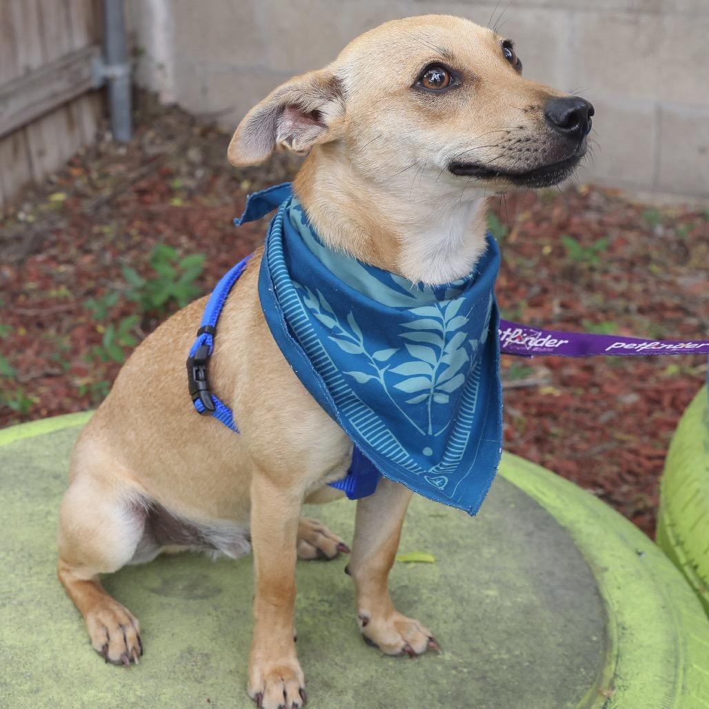 Enlarge Cooper, a Adoptable mixed breed in San Antonio, TX image 3/6