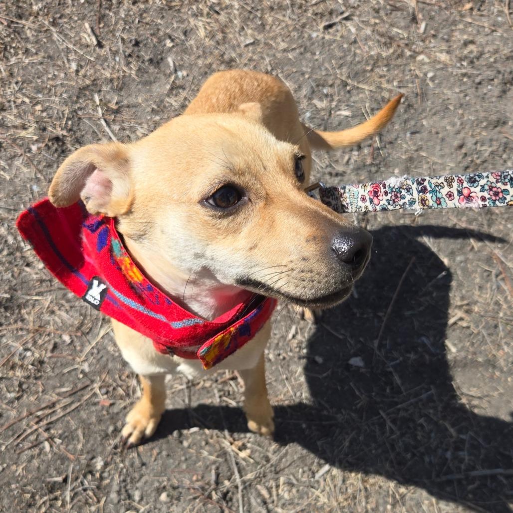 Enlarge Cooper, a Adoptable mixed breed in San Antonio, TX image 3/6