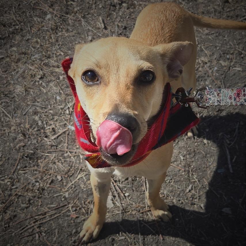 Enlarge Cooper, a Adoptable mixed breed in San Antonio, TX image 4/6