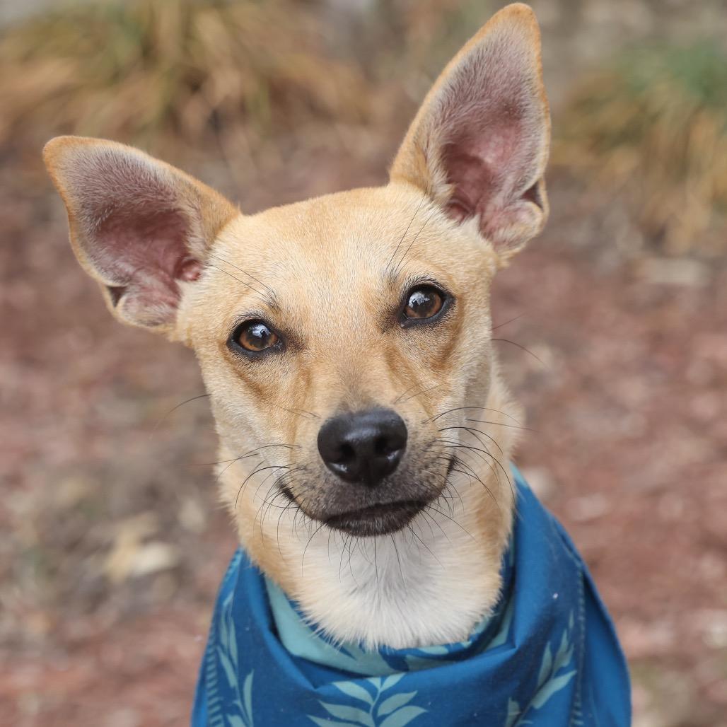 Enlarge Cooper, a Adoptable mixed breed in San Antonio, TX image 4/6