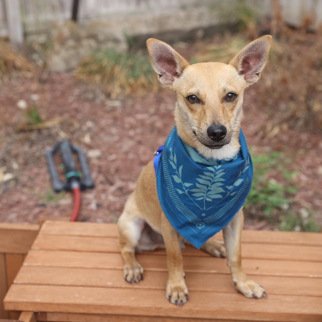 Enlarge Cooper, a Adoptable mixed breed in San Antonio, TX image 5/6