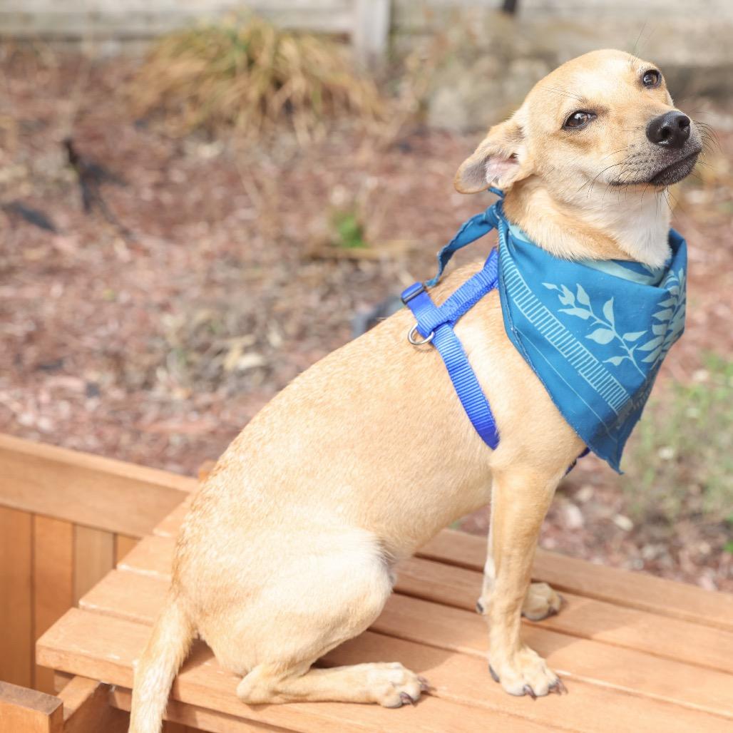 Enlarge Cooper, a Adoptable mixed breed in San Antonio, TX image 6/6