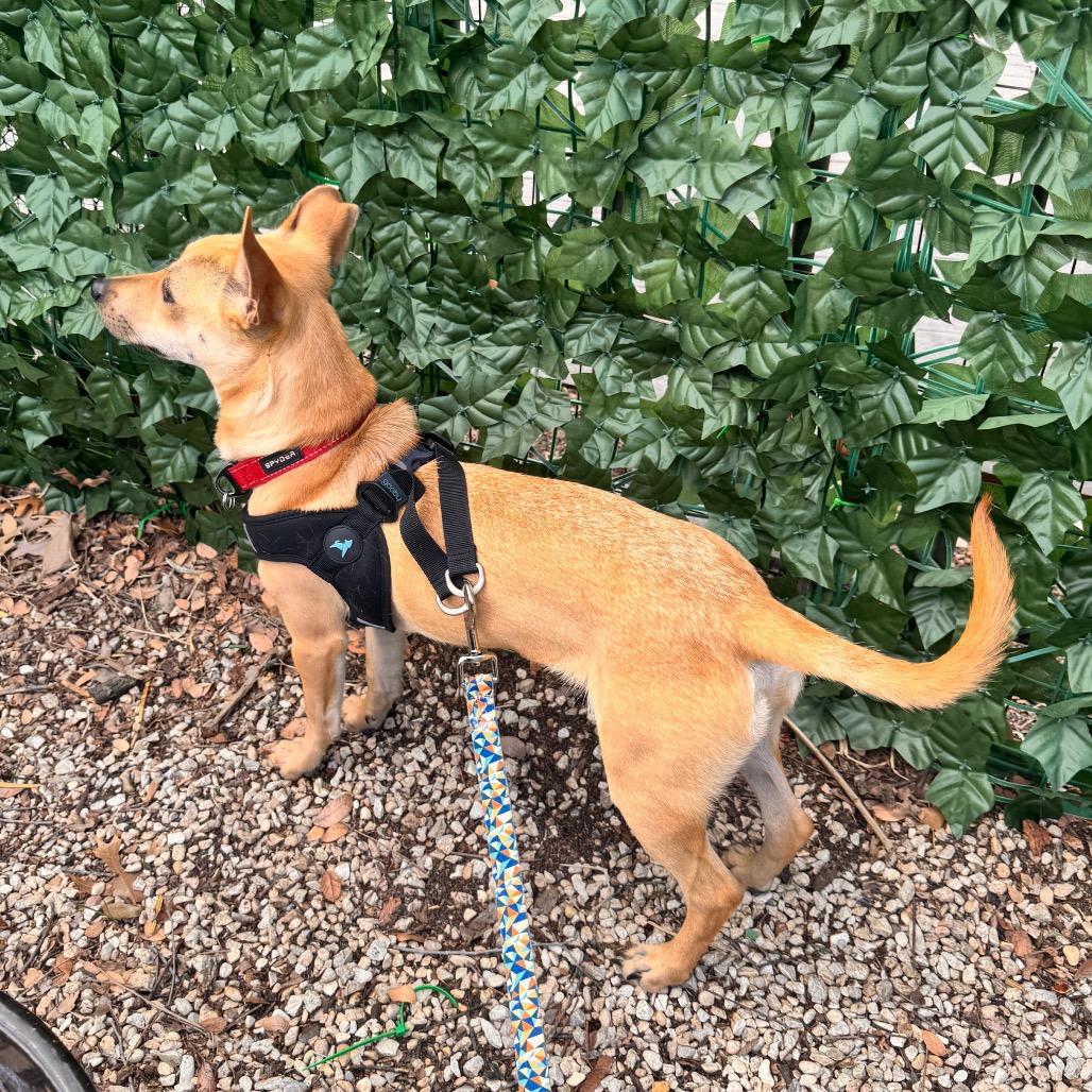 Enlarge Cooper, a Adoptable mixed breed in San Antonio, TX image 5/6