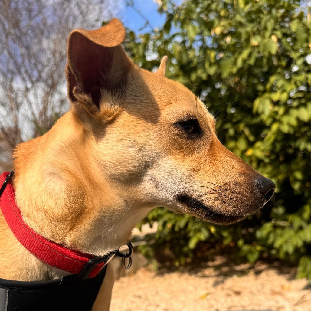 Enlarge Cooper, a Adoptable mixed breed in San Antonio, TX image 6/6