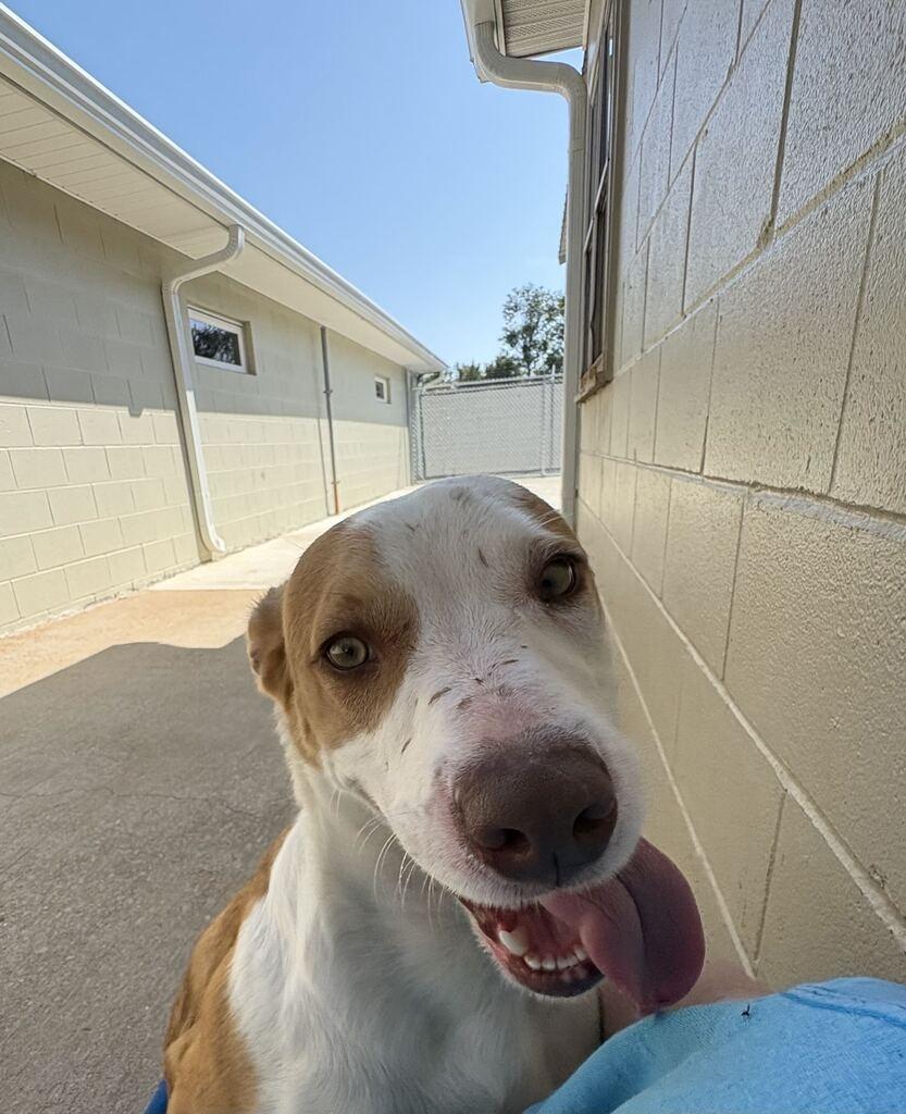 Enlarge SOMBRERO, a Adoptable mixed breed in Athens, AL image 2/6