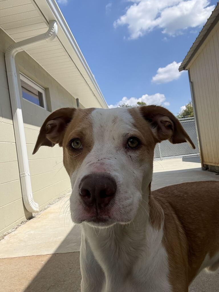 Enlarge SOMBRERO, a Adoptable mixed breed in Athens, AL image 3/6