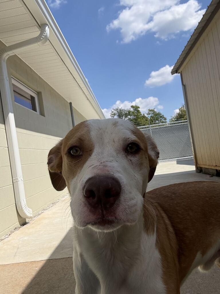 Enlarge SOMBRERO, a Adoptable mixed breed in Athens, AL image 4/6
