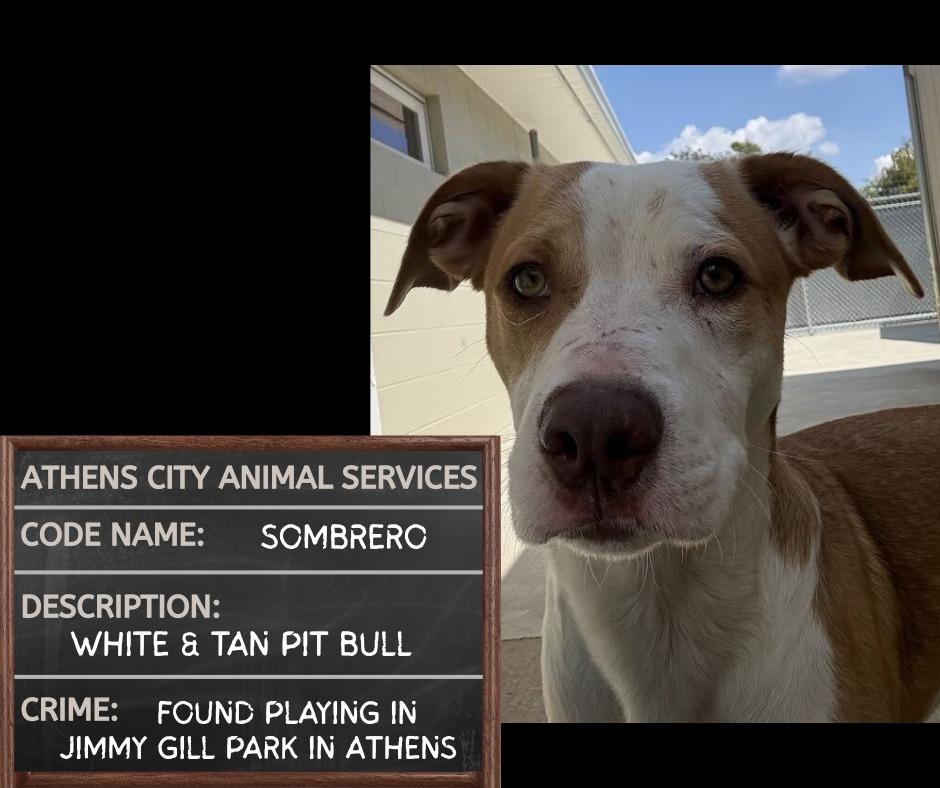 SOMBRERO, Adoptable, Adult Male Pit Bull Terrier & Mixed Breed.