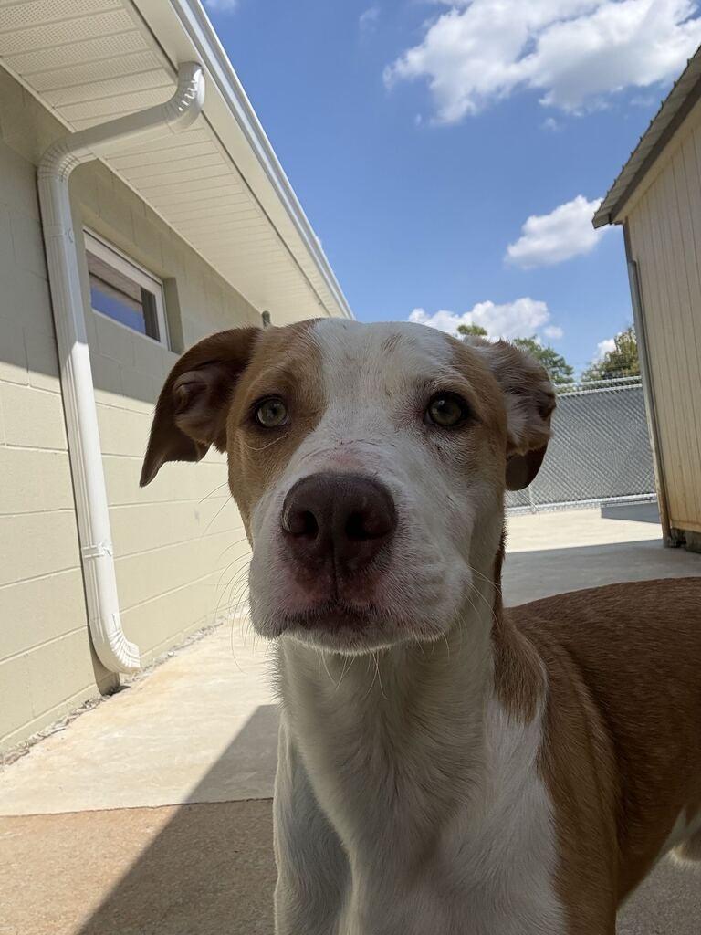 Enlarge SOMBRERO, a Adoptable mixed breed in Athens, AL image 6/6